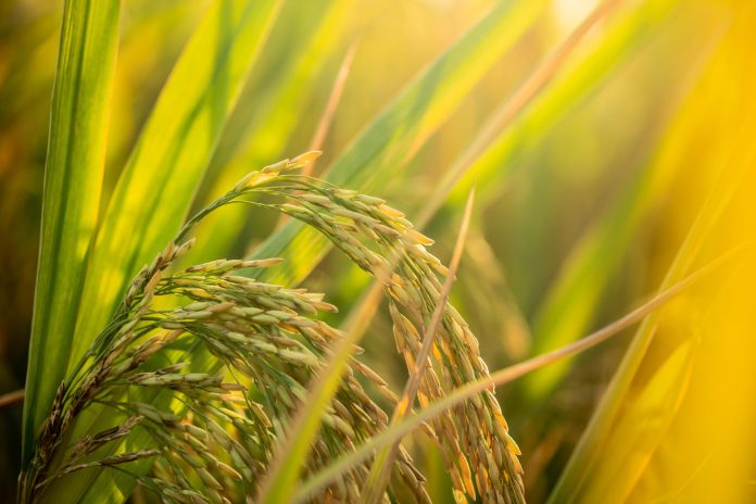 Calcium Plus: Enhance Soil Fertility and Crop Growth with the Power of Protein Hydrolysates.