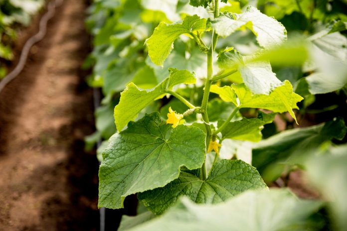 Defeating Gummy Stem Blight: Strategies for Cucurbit Growers