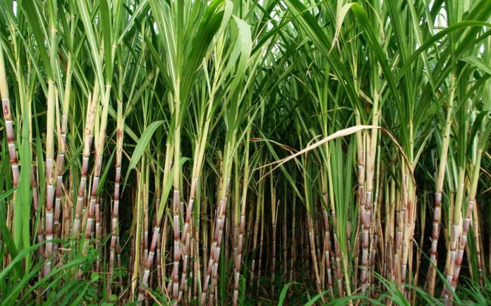 Enhancing Sugarcane Yield And Sustainability Through Integrated Nutrient Management