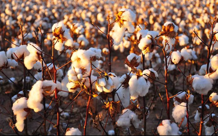 Cotton: Planting And Package Of Practices