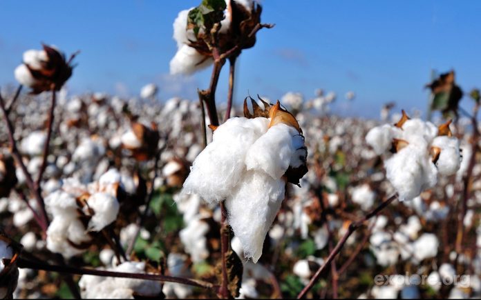 Growing conditions and Nutrient Requirements of Bt Cotton