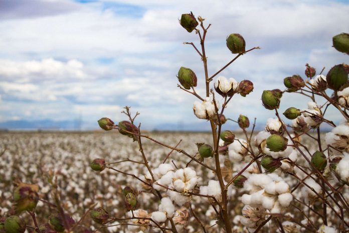 Tackling Tobacco Caterpillars In Cotton: Effective Strategies For Crop Protection 