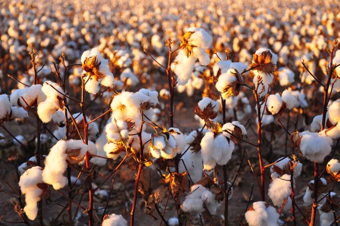 Defeating Cotton Thrips: A Guide For Successful Management  