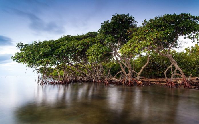 (MISHTI Scheme) Mangrove Initiative for Shoreline Habitats & Tangible Incomes