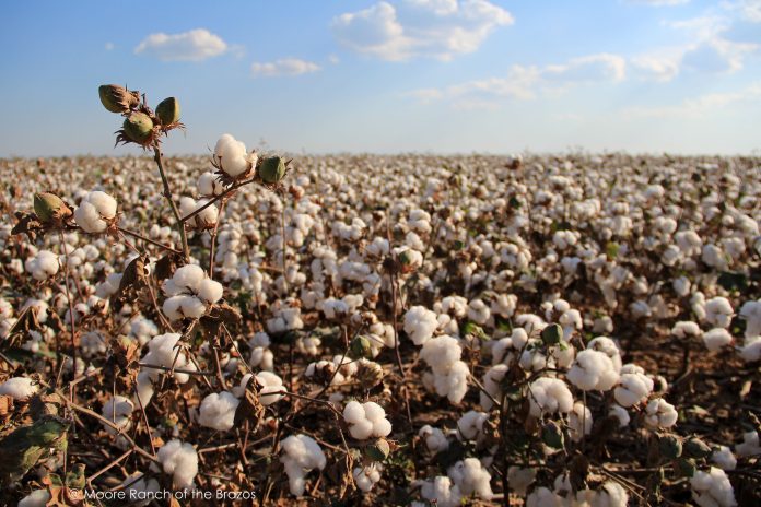 Defending Cotton: Best Practices For White Fly Management 
