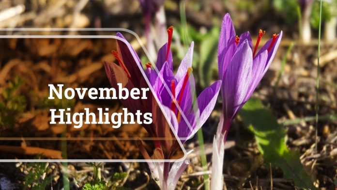 Agriculture News at a Glance: November Highlights