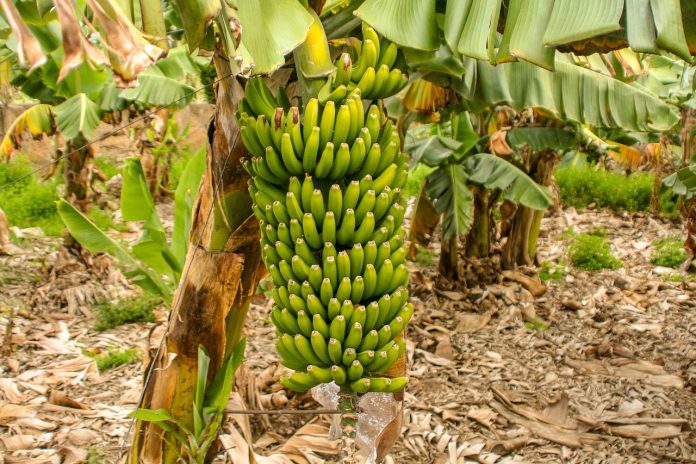 Banana: Planting and Package of Practices