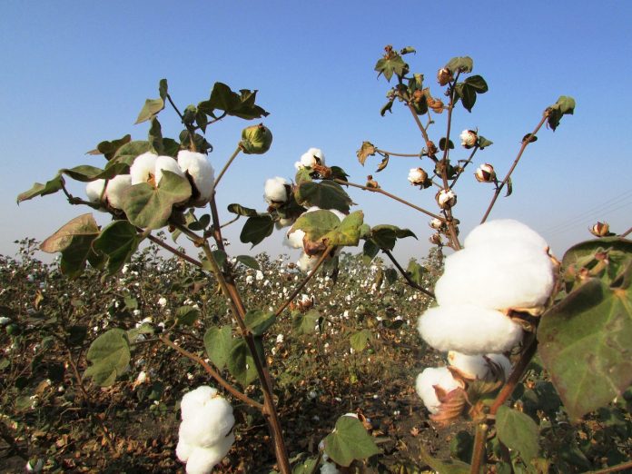 Breaking the Mealybug Barrier: Key Strategies for Sustainable Cotton Farming 