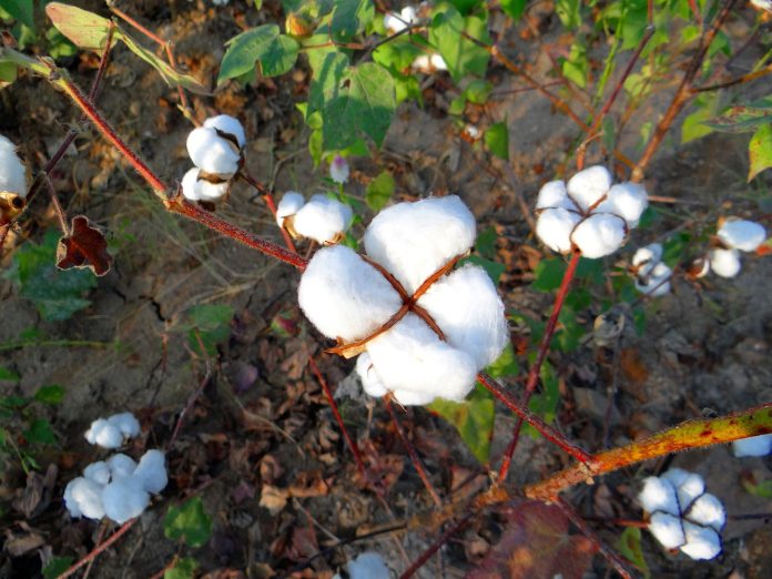 Management of Mites in Cotton 