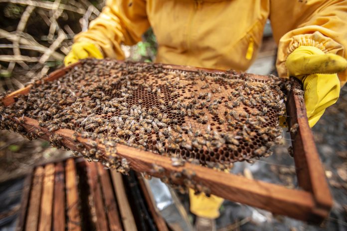 National Beekeeping and Honey Mission (NBHM)