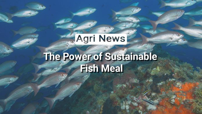 Boosting Fish Farming Livelihoods: The Power of Sustainable Fish Meal