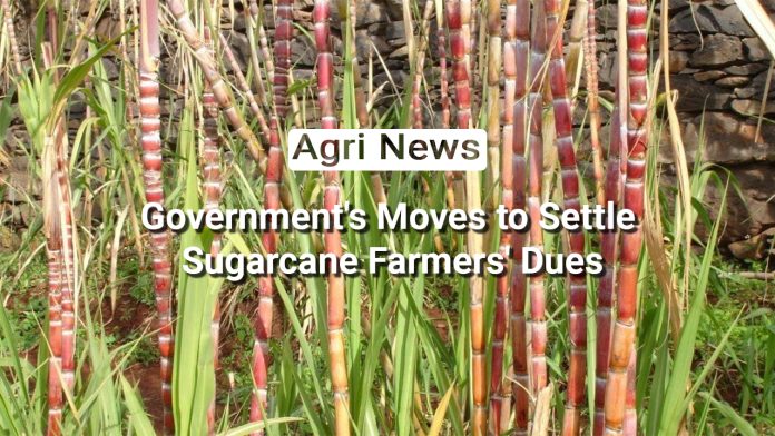 Harvesting Success: Government's Moves to Settle Sugarcane Farmers' Dues