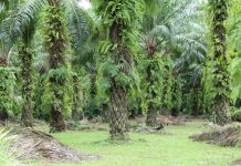 National Mission on Edible Oils-Oil Palm (NMEO-OP)