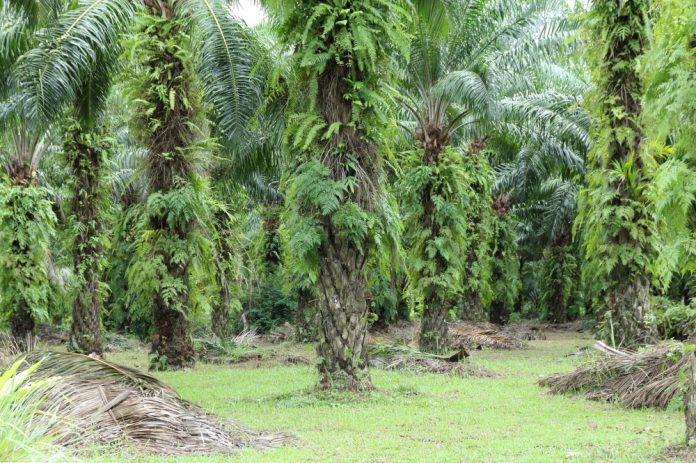 National Mission on Edible Oils-Oil Palm (NMEO-OP)