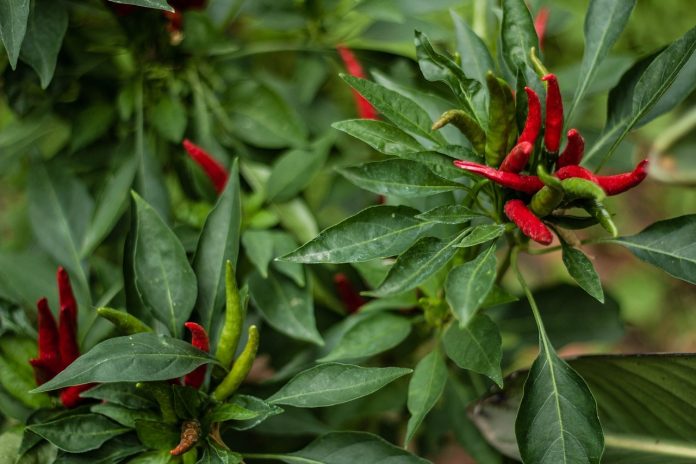 Effective Strategies for Managing Anthracnose in Chilli Crops 