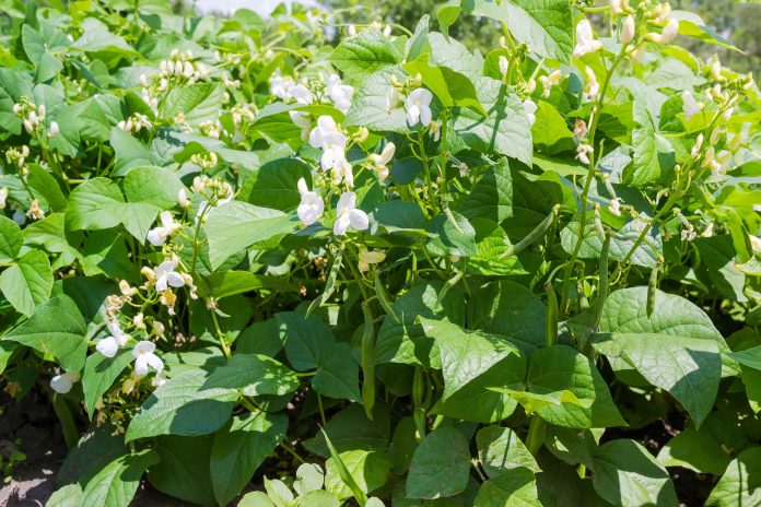 Managing Flower Drop in Beans for Optimal Yield and Quality 