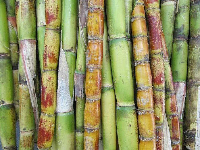 Pest Management in Sugarcane Crop using UAL Organic Based Products
