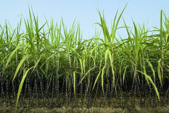 Disease Management in Sugarcane Crop using UAL Organic Based Products