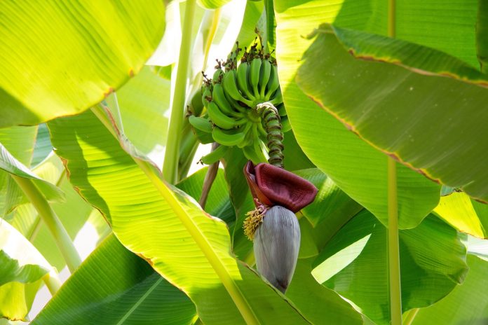 Disease Management in Banana Crop using UAL Organic Based Products