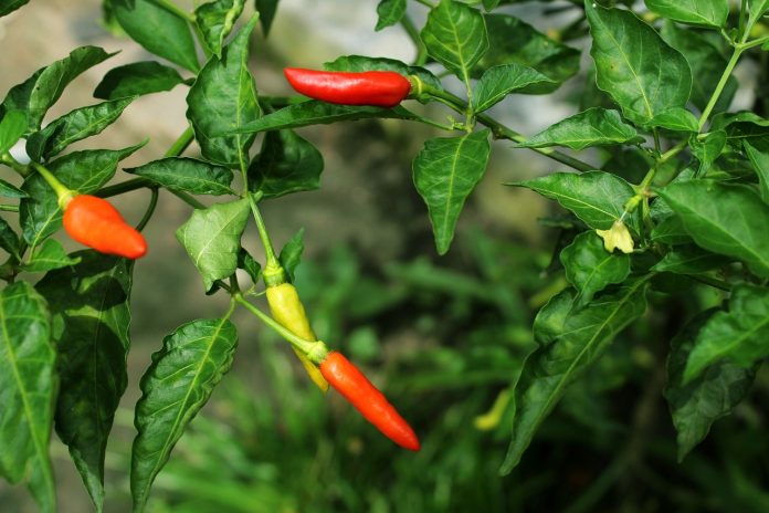 Disease management in chilli crop using UAL organic based products