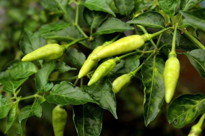 Pest management in chilli crop using UAL organic based products