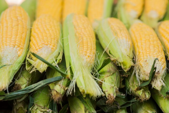 Diseases Management in Maize Crop using UAL Organic Based Products