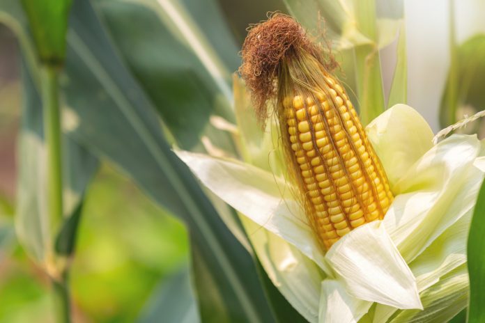 Pest Management in Maize Crop using UAL Organic Based Products