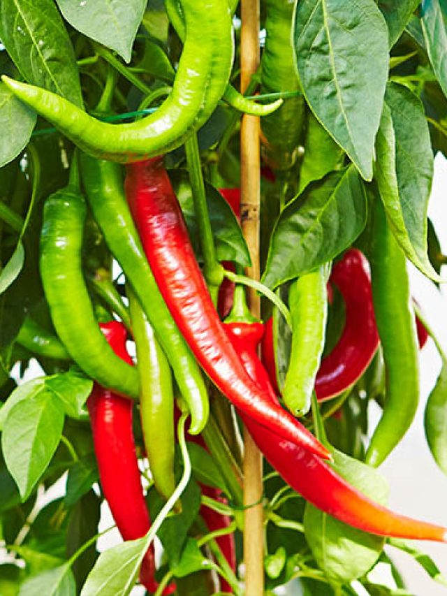 Management of Chilli Anthracnose - Bighaat