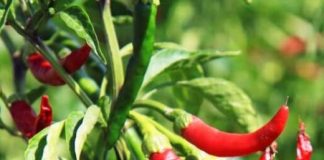 Growing-Red-Chilli-Organically-in-Andhrapradesh1-1024x683