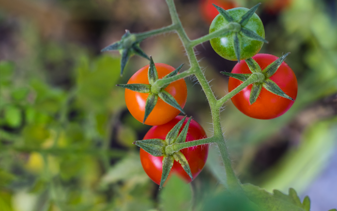 Organic Control Measures to Manage Fruit Borer in Tomato Crop