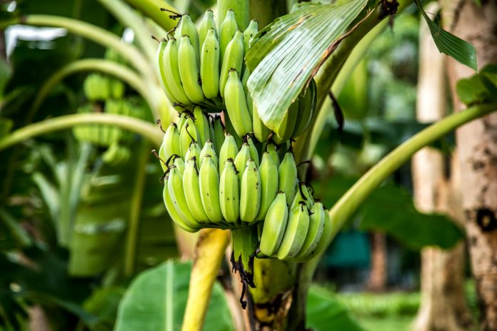 Pests Management in Banana Crop using UAL Organic Based Product