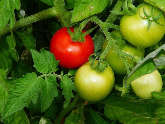 Organic Control Measures to Manage Bacterial Speck Disease in Tomato