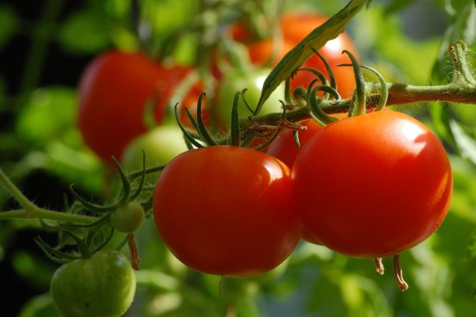 Diseases Management in Tomato Crop using UAL Organic Based Products