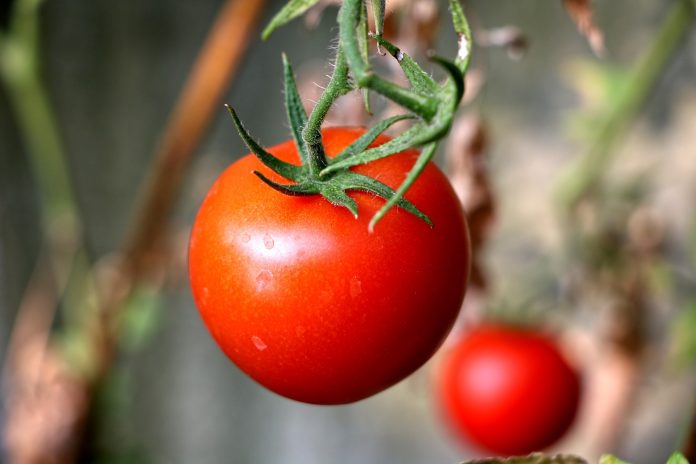 Organic Control Measures to Manage Aphids in Tomato