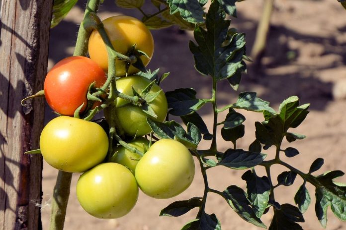 Organic Control Measures to Manage Wilt Disease in Tomato