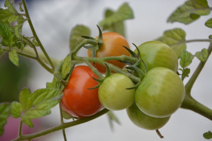 Organic Control Measures to Manage Thrips in Tomato
