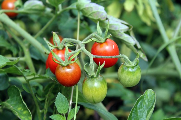 Organic Control Measures to Manage Early blight in Tomato Crop