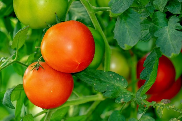 Organic Control Measures to Manage Septoria Leaf Spot in Tomato Crop