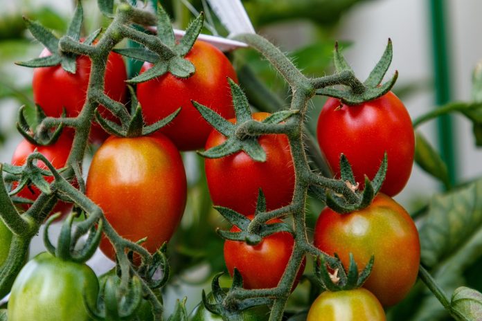 Organic Control Measures to Manage White Flies in Tomato