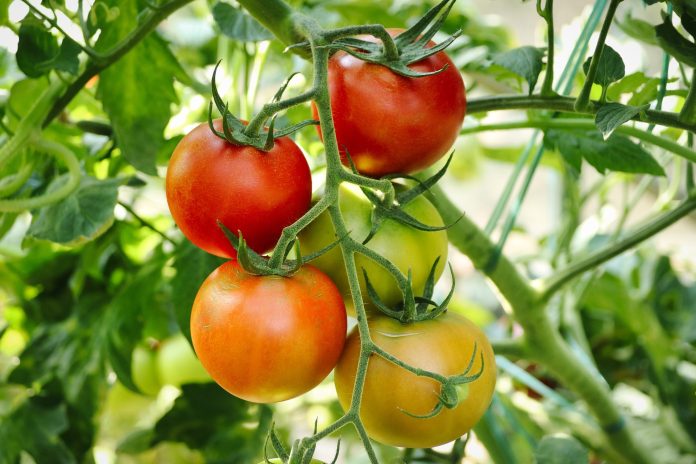 Pests management in tomato crop using UAL organic based products