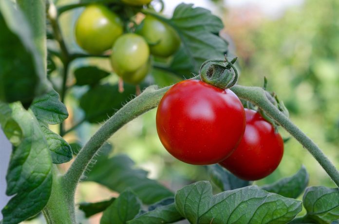 Organic Control Measures to Manage Late Blight in Tomato Crop