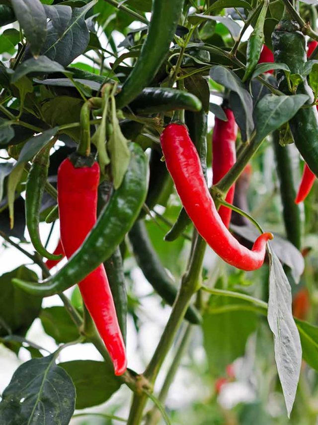 4 Best Products for Treating Anthracnose Disease In Chilli