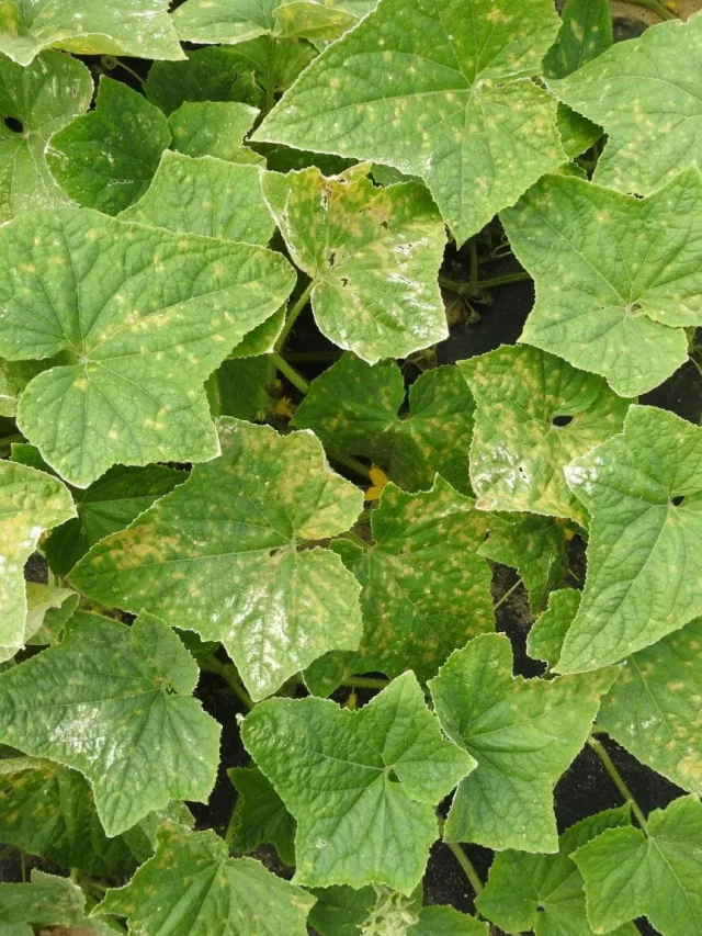 Control Downy Mildew in cucurbits with these 4 Fungicides