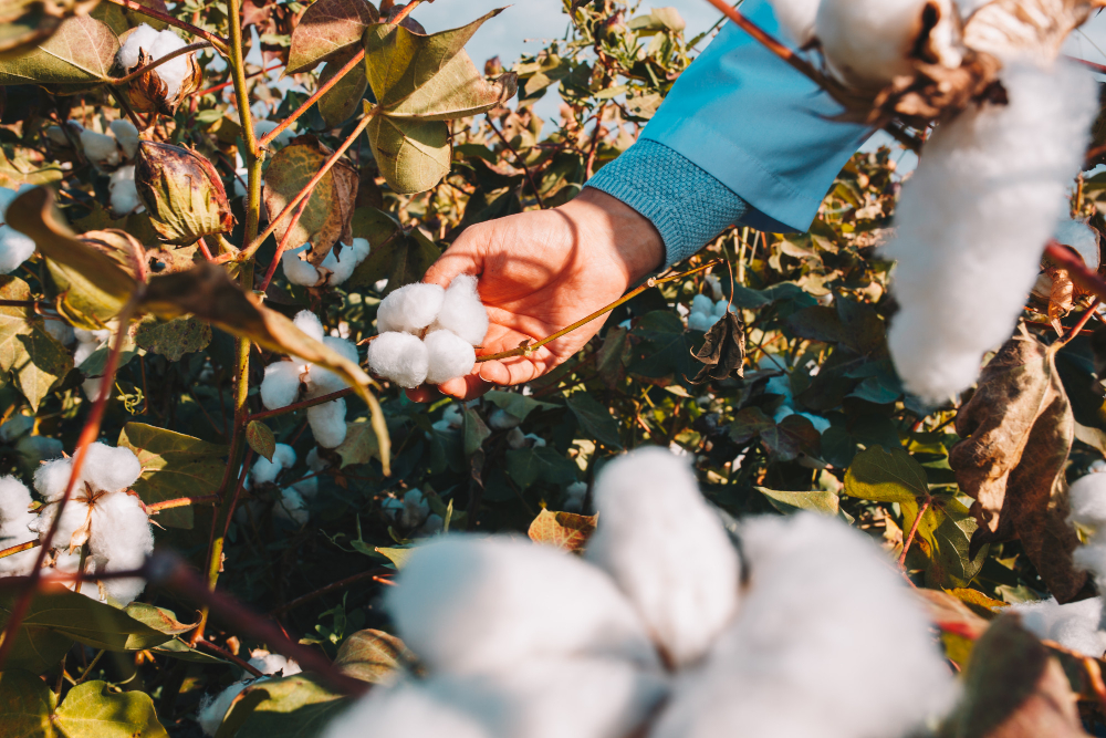 Cotton Demands Boron at First Bloom