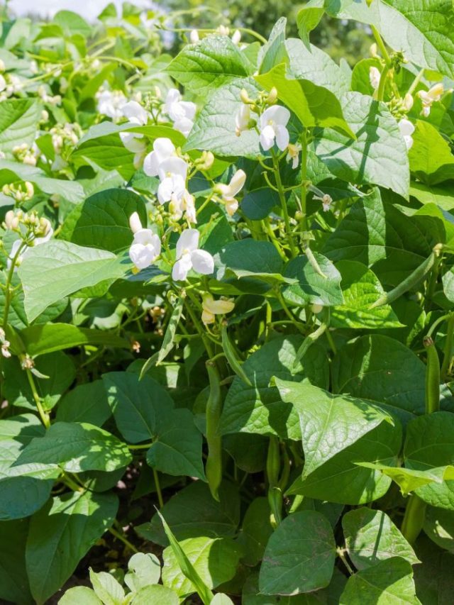 5 Effective Growth Promoters to Manage Flower Drop in Beans