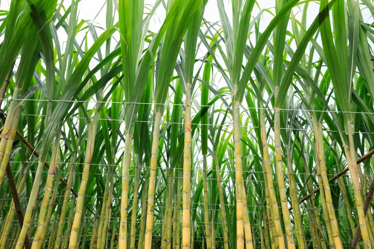 Image of Walking way inside Sugar cane farm-MY119042-Picxy