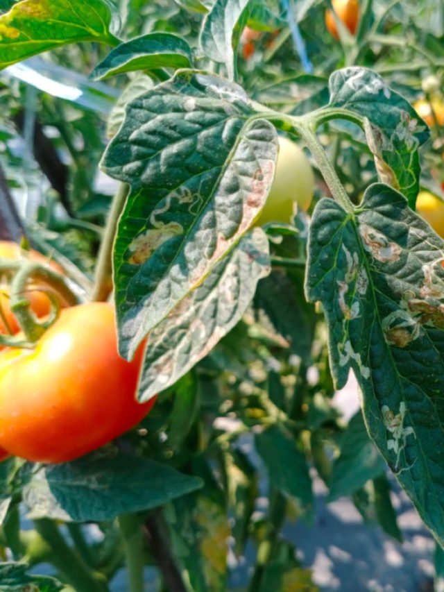 Protect Tomato Yield By Preventing Leaf Miner Damage