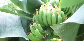 banana-tree-358458_640