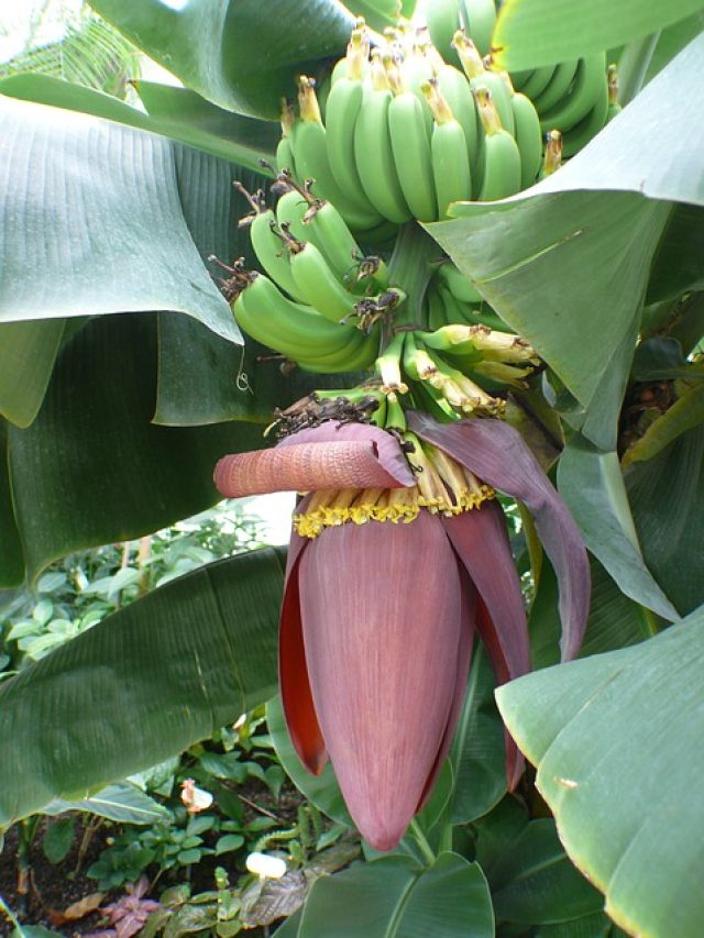 Maximize Banana Harvest by Avoiding Common mistakes