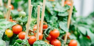 Tomato Garden